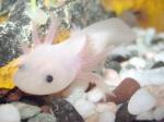 Axolotl- Ein ungewöhnliches Haustier