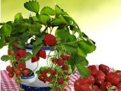 Erdbeeren auf dem Balkon