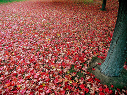 Im Herbst läuft es sich trendy